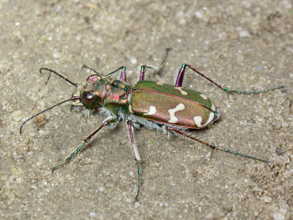 Cicindela soluta Dejean, 1822